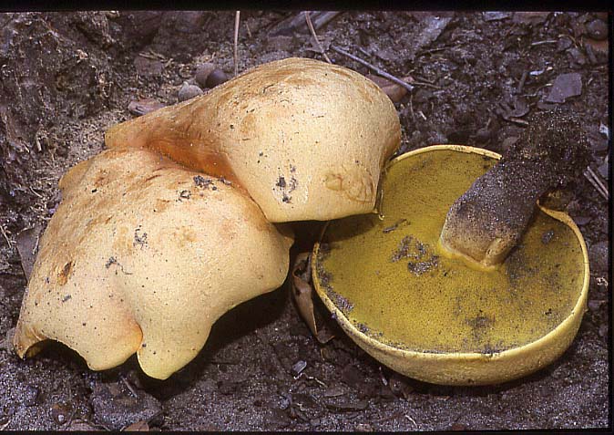 Pulveroboletus lignicola